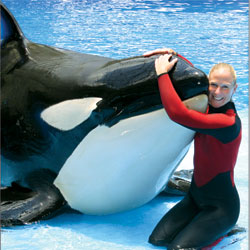 Swimming with Giants:  Senior animal trainer at SeaWorld has the career of her dreams