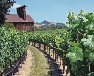Alexander Valley Vineyards of Sonoma