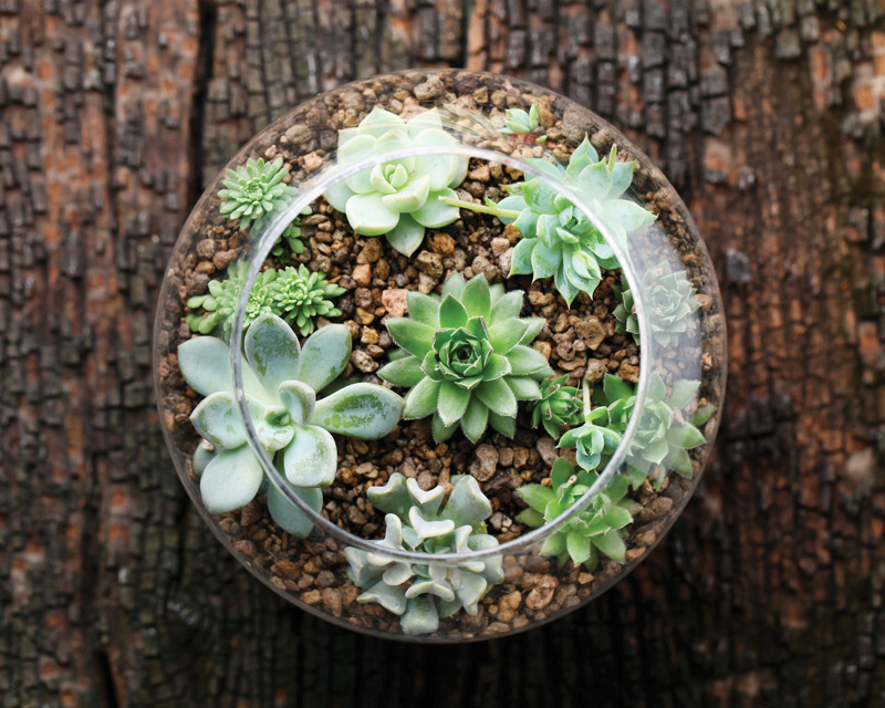 Sustainable Gardening: Green Gifts for Nature Lovers