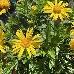 Yellow flowers