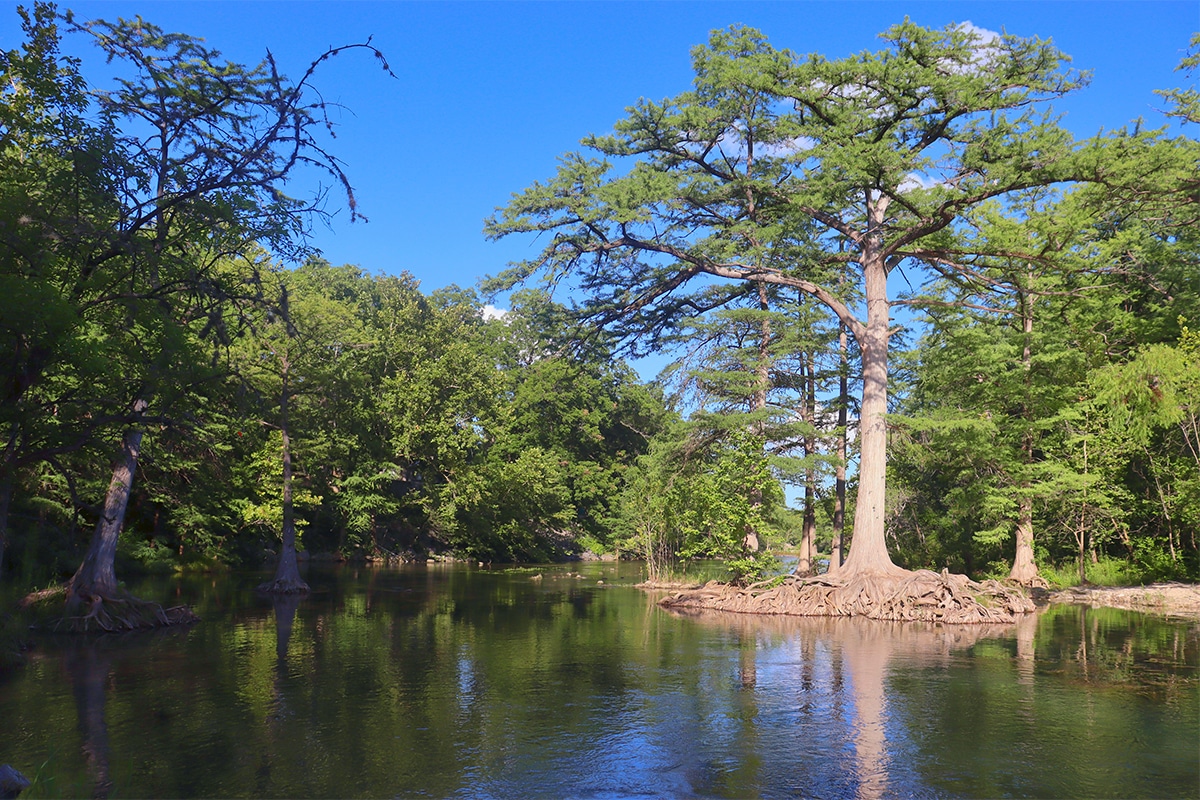 Canyon Lake River and Tree