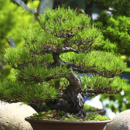 Bonsai Tree