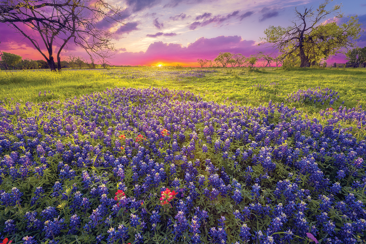 Bluebonnets in the hill country
