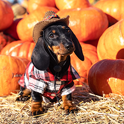 Dachshund in a costume